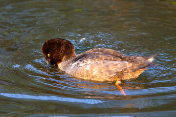 The common goldeneye in the zoopark
