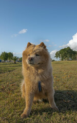 Fototapeta na wymiar Furry dog in the park