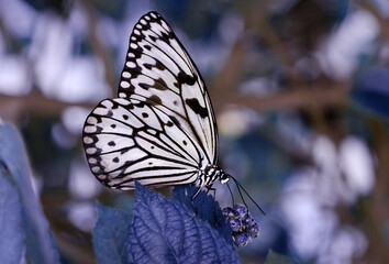 Macro shots, Beautiful nature scene. Closeup beautiful butterfly sitting on the flower in a summer garden.