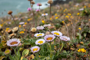 California Coastal Wildflowers - Flowers blooming on the coast of the Pacific Ocean