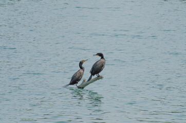 Two Birds on the Bow River