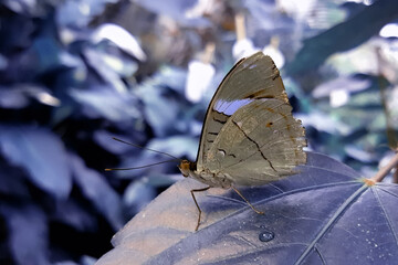 Macro shots, Beautiful nature scene. Closeup beautiful butterfly sitting on the flower in a summer garden.