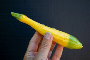 Hand holding a Zephyr squash from the garden that is half yellow and half green.