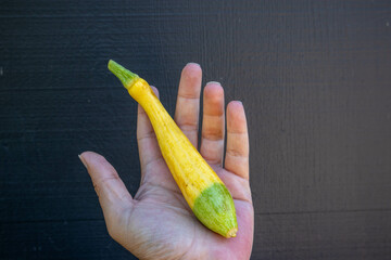 Hand holding a Zephyr squash from the garden that is half yellow and half green.