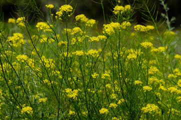 Yellow Flowers in a Field