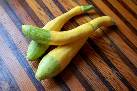 Zephyr squash from the garden is half yellow and half green.