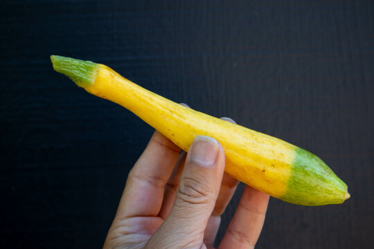 Hand holding a Zephyr squash from the garden that is half yellow and half green.
