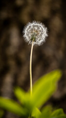 Dandelion, blur in the green forest
