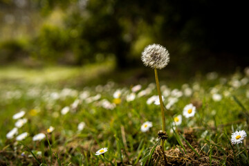 Dandelion, blur in the green forest