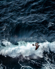 Seagull in a rough sea, from above