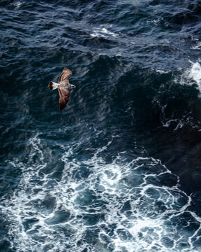 Seagull In A Rough Sea, From Above