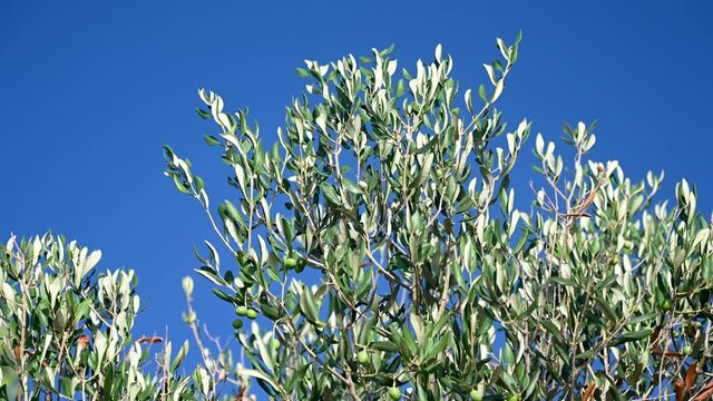 Olive tree leaves swaying in the wind. Fresh green olive leaves and branches at sunset.  