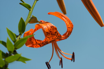 Lilium lancifolium, or tiger lily growing robustly in a garden - photographed against a blue sky