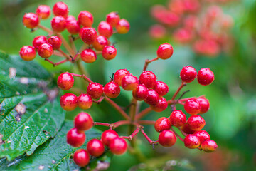 red berries on a branch