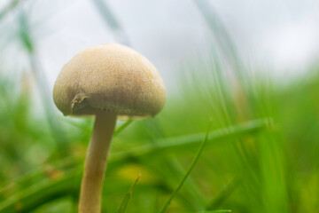 mushroom in the grass