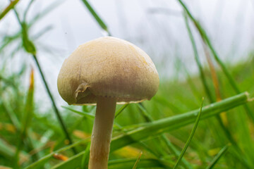 mushroom in grass