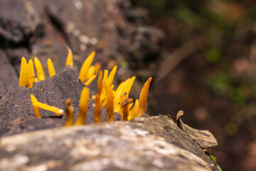 Fungi on a log