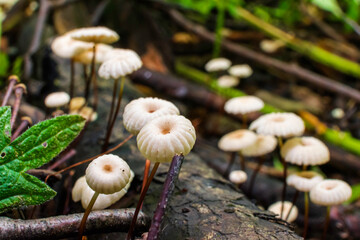 mushrooms in the forest