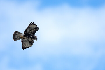 fliegender Mäusebussard (Buteo buteo) // flying Common Buzzard (Buteo buteo)