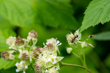 Large Black Ant on Black Raspberry Flowers
