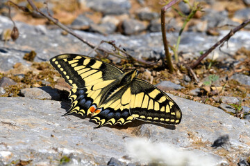 Yellow swallowtail // Schwalbenschwanz (Papilio machaon)