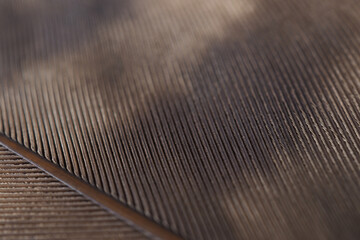 Flight feather of a bird of prey close-up. Dark brown natural background or wallpaper with a rhythmic pattern. Macro