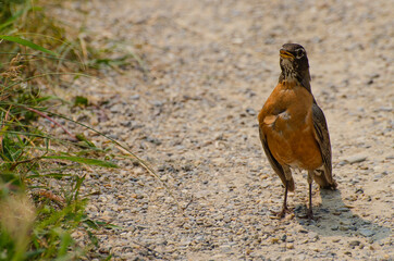 Frontal View of a Robin Standing