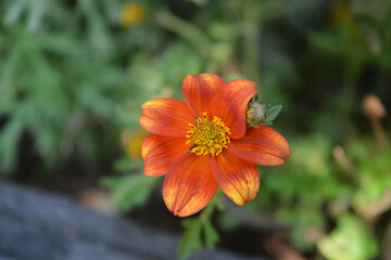 orange flower in the garden