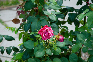 beautiful fresh roses in nature. pink tea roses bush in garden. summer blooming flower