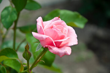 soft flower petals. rose garden in spring. tender pink rose bush. beautiful fresh roses in nature
