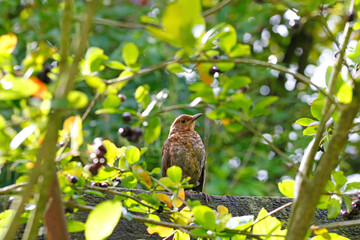  Black bird Branch in the aronia bush