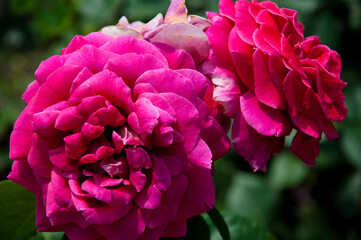 violet rose bush. beautiful fresh roses in nature. pink tea roses bush in garden. summer