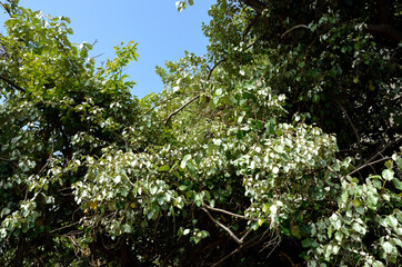 グミの新緑と青空　海浜植物