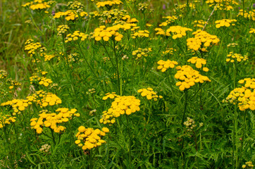 Field of Yellow Flowers