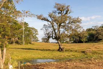 Tree in a farm field