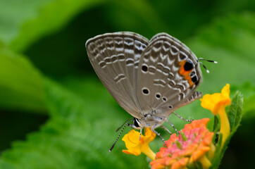 花の蜜を吸う蝶　クロマダラソテツシジミ