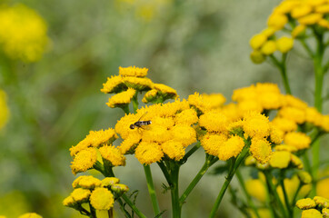 Close⁃up of Yellow Flowers