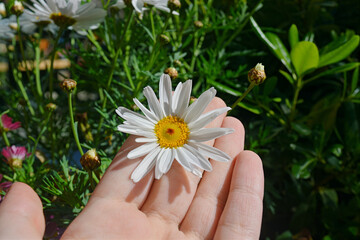 daisy in the hand