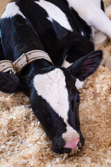 portrait of cute little calf  laying  inside cowshed. nursery on a farm. close up