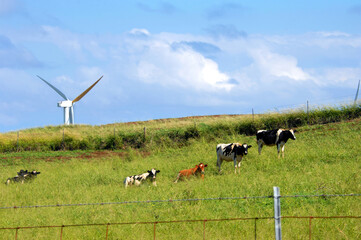 Agriculture and Electric Industry on Big Island