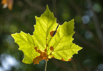 Platanus leaf disease