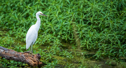 Shorebirds of the South