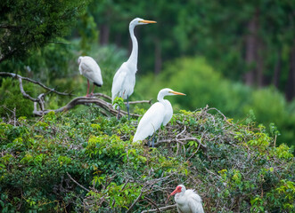 Shorebirds of the South