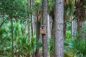 Birdhouse in the Woods