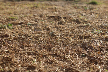 Textura de pasto seco marrón.