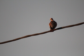 Paloma apoyada en un cable de luz negro.