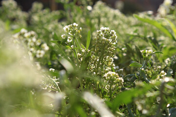 Primer plano de un conjunto de flores aliso verde y blanco, bajo la luz del sol.