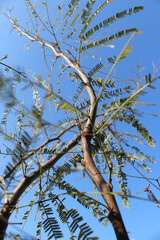 Plano  contrapicado de un pequeño Algarrobo, árbol nativo de Argentina.