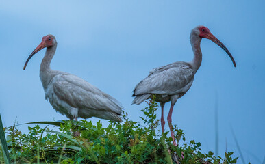 Shorebirds of the South