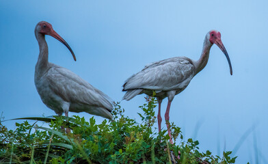 Shorebirds of the South